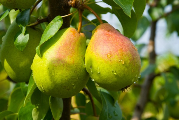 Juicy pears on tree
