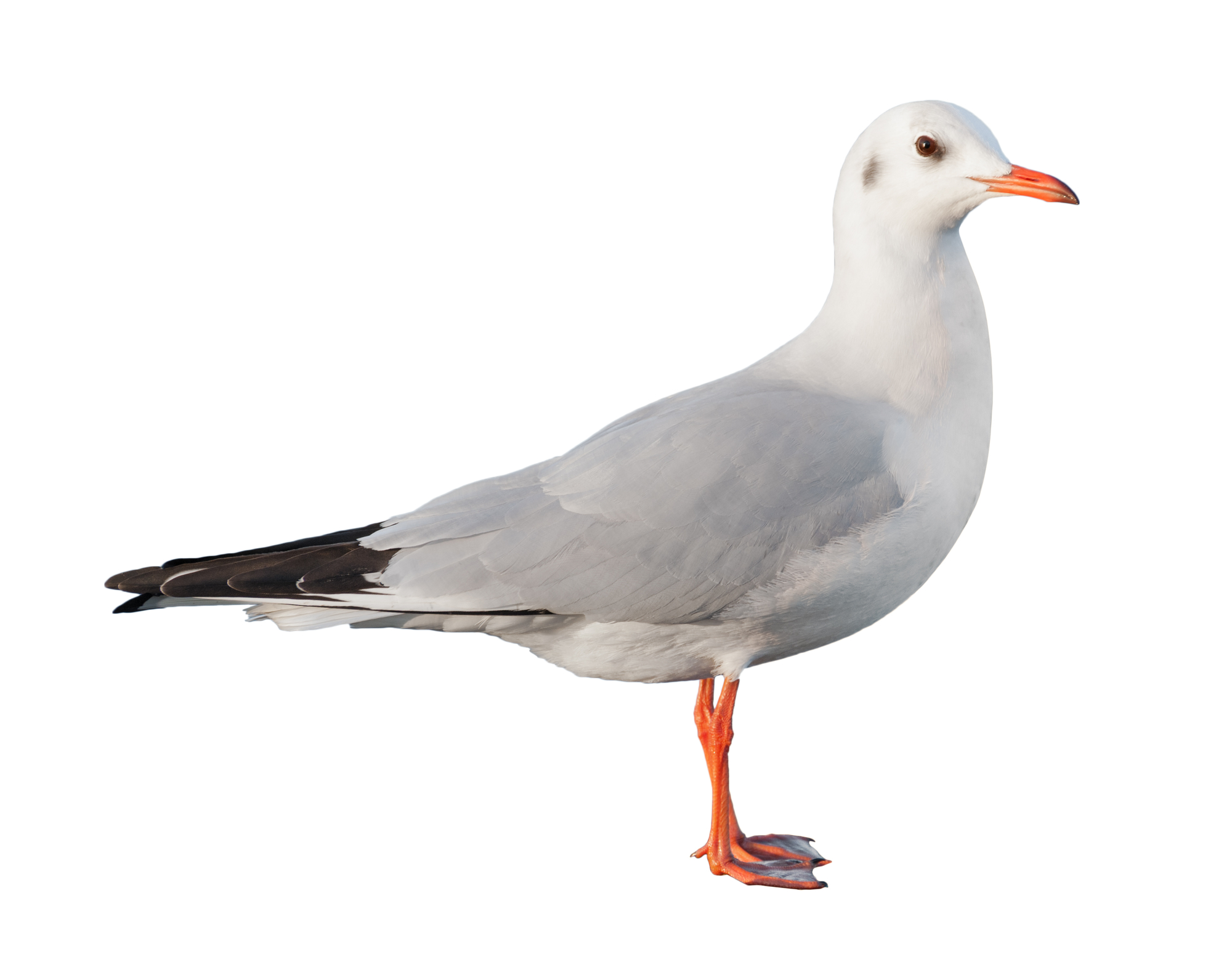 white bird seagull isolated on white
