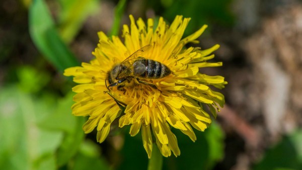 Author’s Corner — Save the bees