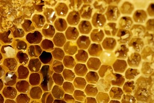 Jennifer_April_honeycomb