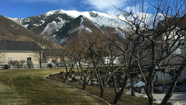 Tales of a Frustrated Farmer — Spring Time Pruning