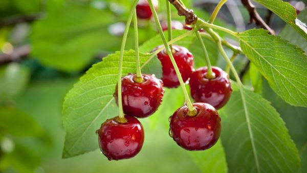 Cherries, Rain, and Faith