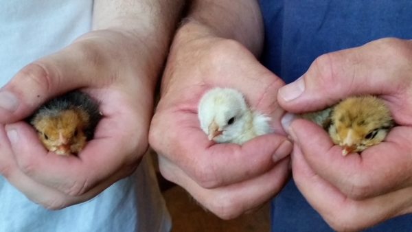 The Chicken Chronicles: Hatching the Beautiful Hen