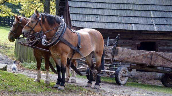 Horses on the Farm