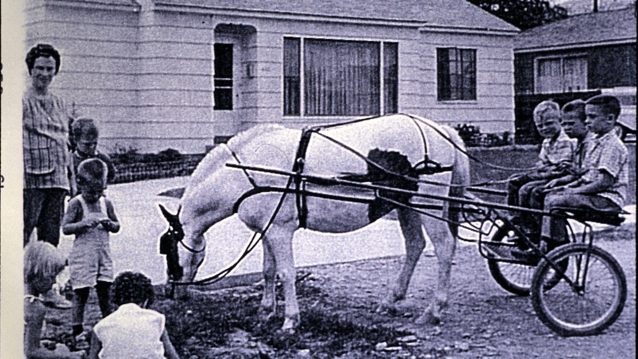 Horses on the Farm